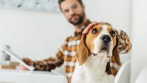 Coccolare un cane