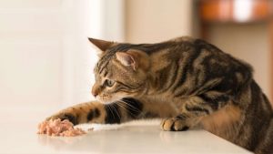 Cosa mangia il gatto?