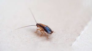 scaragaggi-prevenire-infestazione-Improntaunika.it