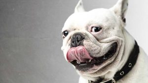 Bulldog