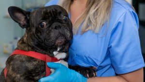 Veterinario