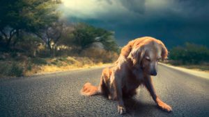 Cane abbandonato per strada