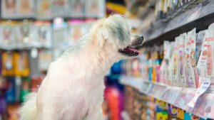 Cane dentro alle corsie del supermercato