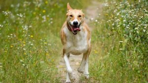 Cane in mezzo alla natura