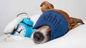 Cane che dorme cosa non fare