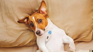 Cane con il termometro - ImprontaUnika.it