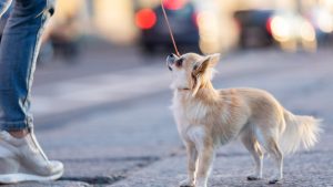 attento-multa-cane