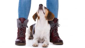 Cane che annusa le parti intime