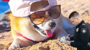 Multa per il cane in spiaggia