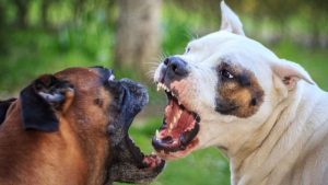 Pitbull