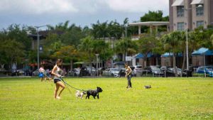 Cani al guinzaglio attenzione alle risse