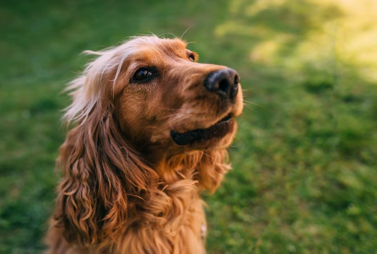 Cucciolo di Cocker