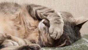 Gatto - ImprontaUnika.it