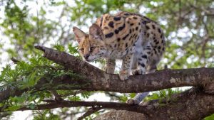 Serval