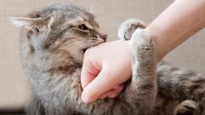 Gatto aggressivo - ImprontaUnika.it