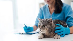 Gatto con i vermi