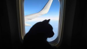 Gatto in aereo