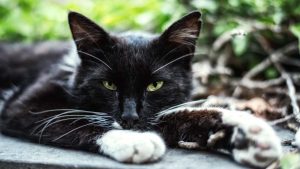gatto-nero-porta-sfortuna-improntaunika.it