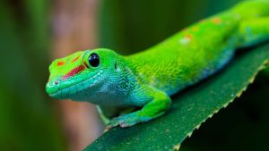Geco - ImprontaUnika.it