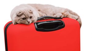 Il gatto e le vacanze estive dell'essere umano