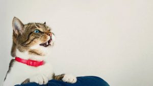 Il gatto respira a bocca aperta