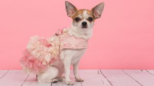 Joya, il chihuahua ballerino - ImprontaUnika.it