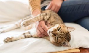 Accarezzare un gatto