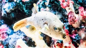 pesce-prete-morso