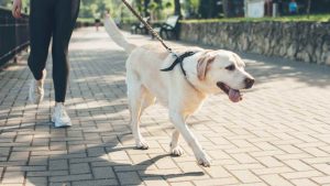 Cane a passeggio