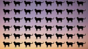 Test visivo del gatto