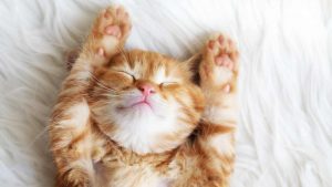 Un gatto leggendario per quel segno sul muso