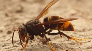 Vespa velutina fare attenzione