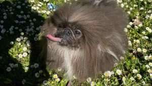 Il cane più brutto del mondo