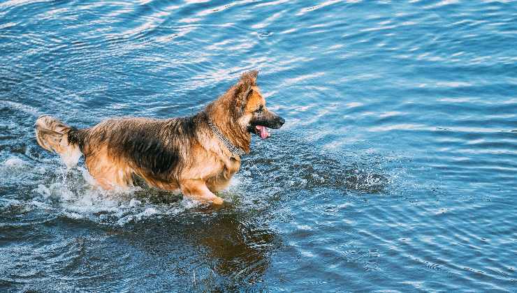 attento-multa-cane