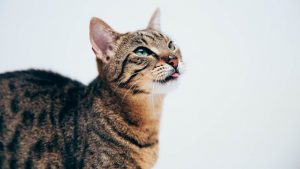 Gatto-fonte-Corporate-Improntaunika.it