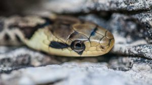 vipera-morso-intervenire-Improntaunika.it