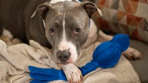 Bella, il cane con 5 zampe - ImprontaUnika.it