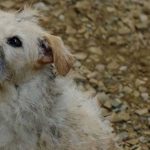 Bobby il cane star