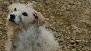 Bobby il cane star