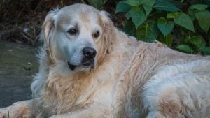 Cane maltrattato