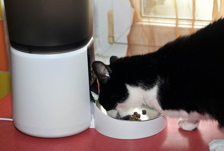 Gatto che mangia