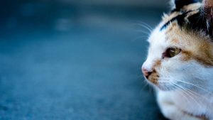 influenza-aviaria-uccide-70-perento-gatti