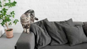Gatto in casa