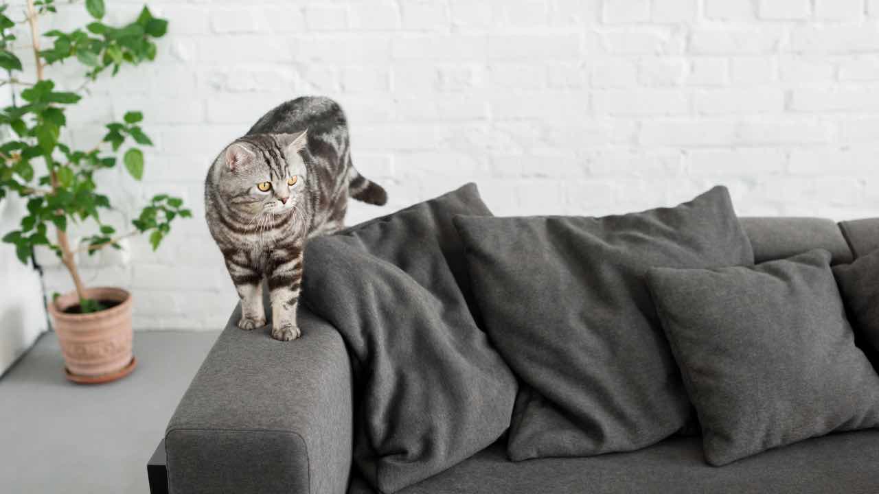 Gatto in casa