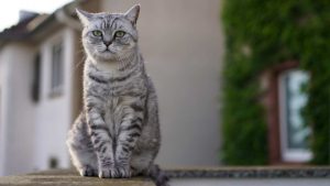 boom gatti uccisi