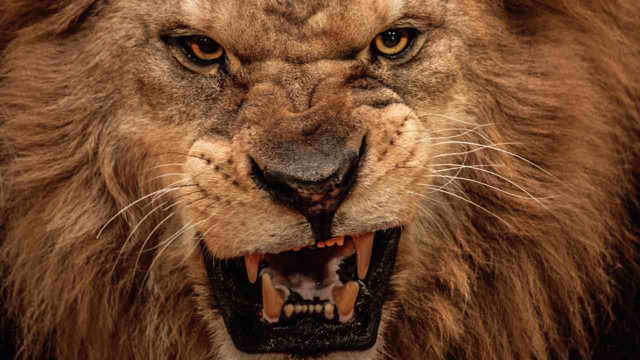 Leone