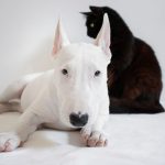 Cani e gatti in aereo