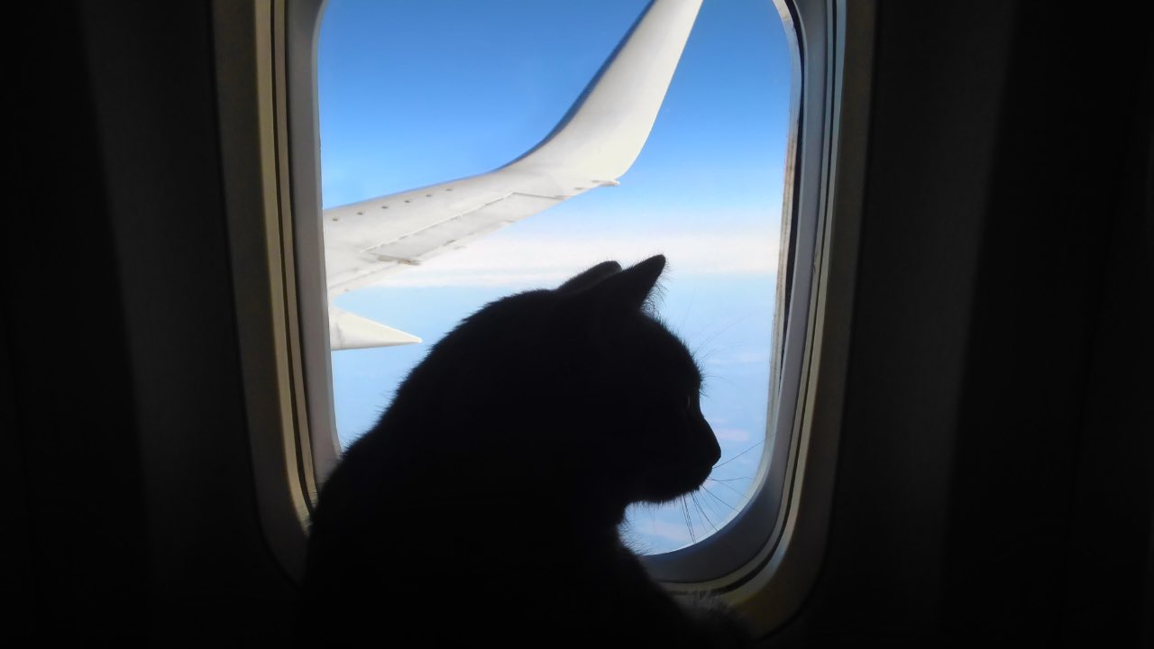 Gatto in aereo
