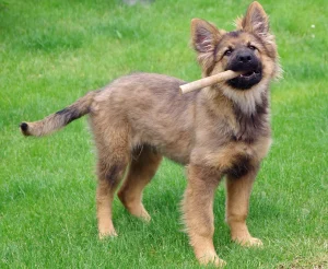 Cucciolo di cane durante i primi mesi in casa