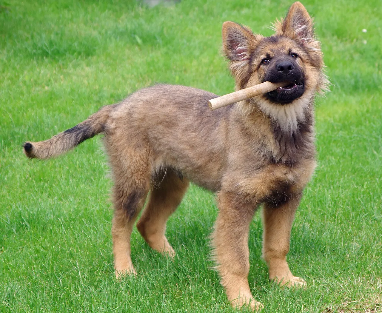 Cucciolo di cane durante i primi mesi in casa
